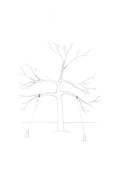 Как сформировать крону молодой яблони?