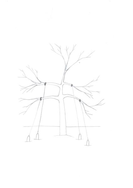Как сформировать крону молодой яблони?
