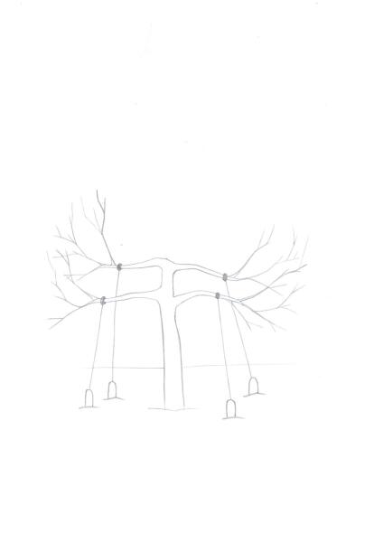 Как сформировать крону молодой яблони?