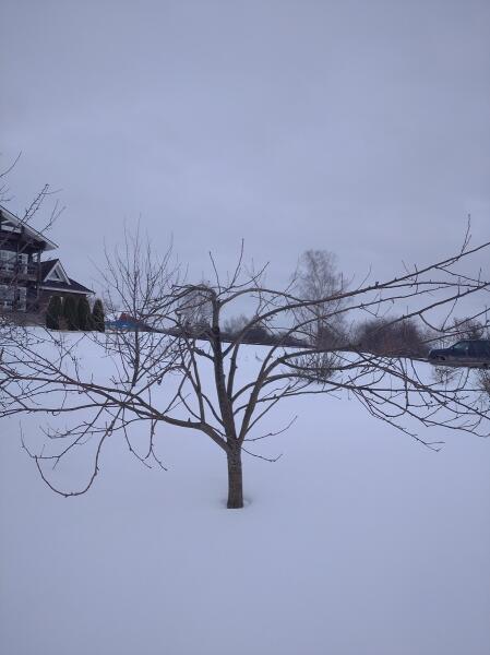 Как сформировать крону молодой яблони?