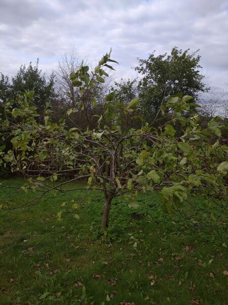 Как сформировать крону молодой яблони?