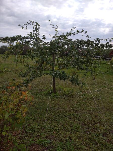 Как сформировать крону молодой яблони?