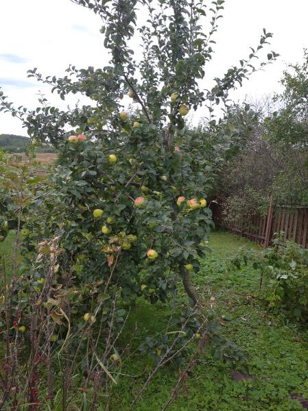 Как сформировать крону молодой яблони?