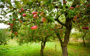 Как сформировать крону молодой яблони?