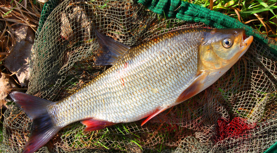 Чем примечателен язь?