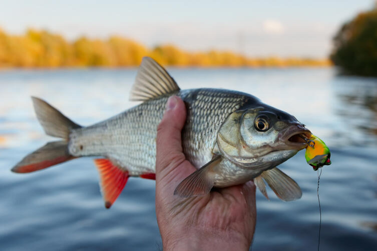 Чем примечателен язь?