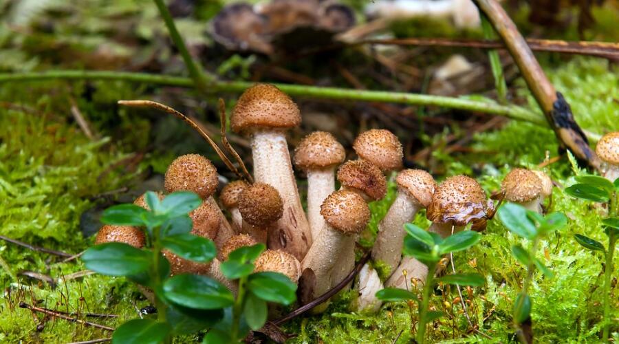 Бояться ли грибникам «ведьминых кругов»? Нет!