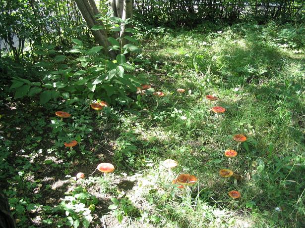 Круг из красных мухоморов