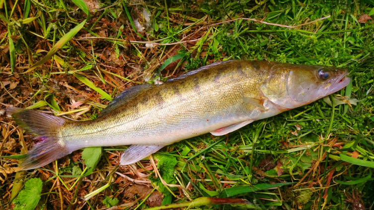 Если ты рыбак, то где же твой судак?