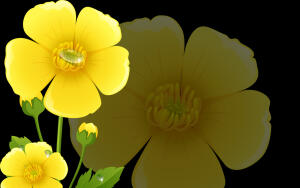 Что и как лечат лютиком?