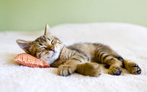 Почему кошка любит спать в хозяйской постели?