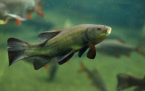 Зело вкусен, одежда в блестках и бриллиантах, особо осторожное поведение...