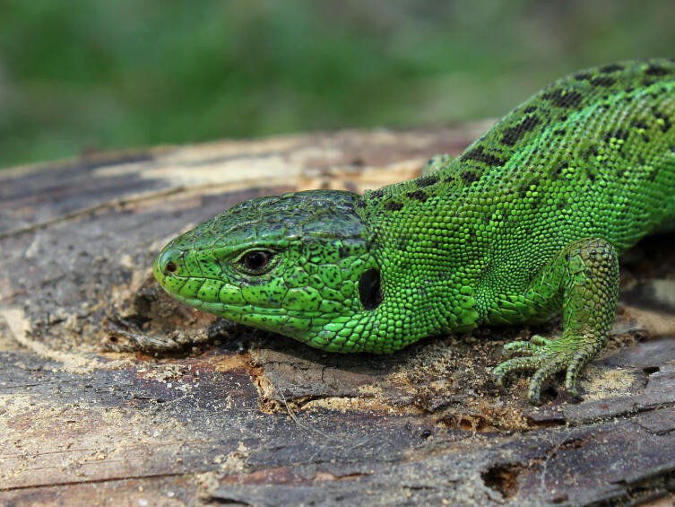 Прыткая ящерица, самец (Lacerta agilis)