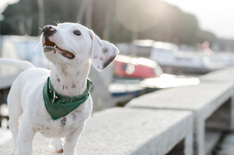 Относитесь к сложным ситуациям как к естественному ходу жизни - например, как к лающей на улице собаке Относитесь к сложным ситуациям как к естественному ходу жизни - например, как к лающей на улице собаке