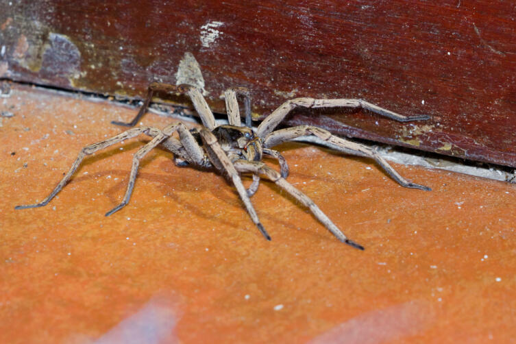 Что можно и что нельзя делать в ночь на Хэллоуин? Что можно и что нельзя делать в ночь на Хэллоуин?