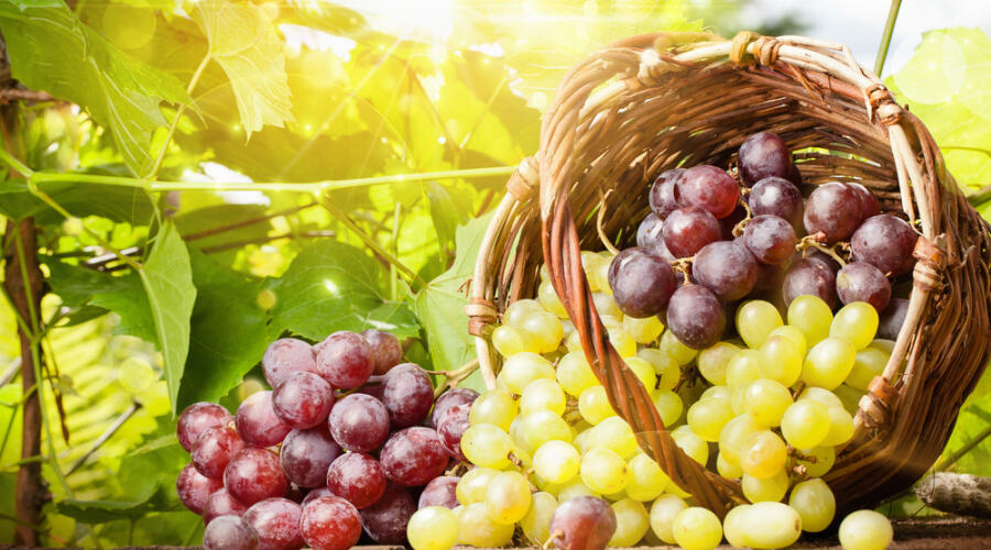 Какие вкусные и полезные лакомства можно приготовить из винограда?