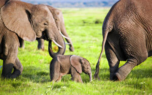 Слонопедия, или Что мы знаем о слонах?