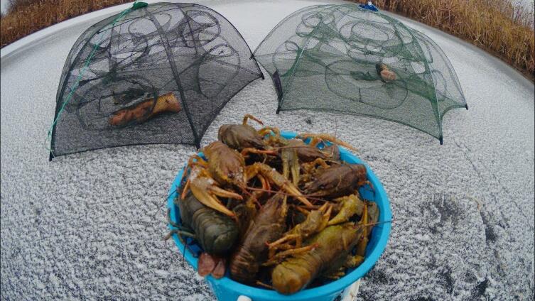 Ловушки на раков с приманкой и улов Ловушки на раков с приманкой и улов