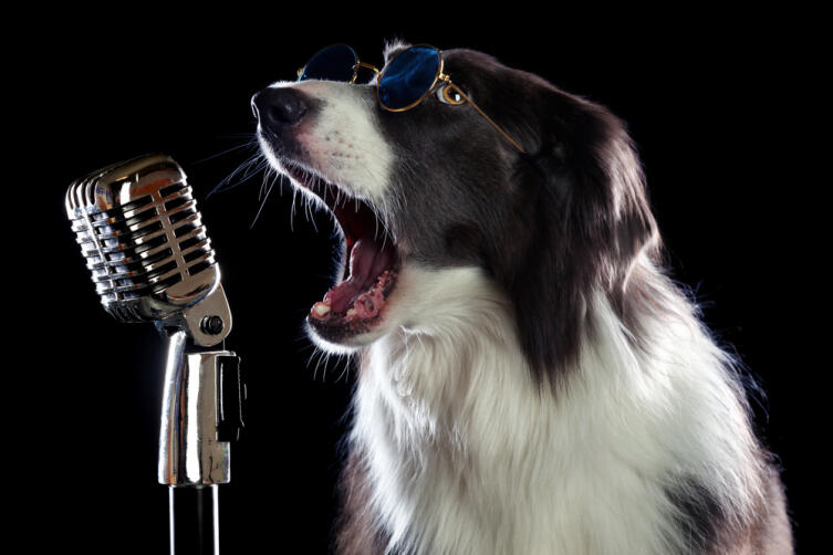 О чём поют собаки?