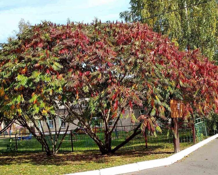 Путешествие по Беларуси. Чем интересен для туристов поселок Красный Берег? Путешествие по Беларуси. Чем интересен для туристов поселок Красный Берег?