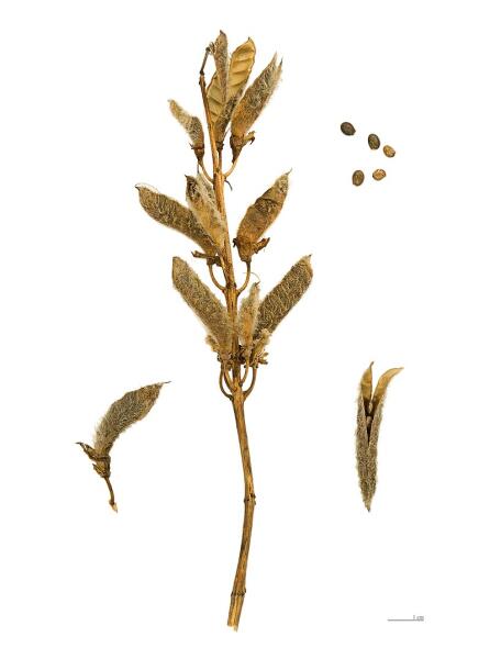 Плоды и семена Lupinus polyphyllus Плоды и семена Lupinus polyphyllus