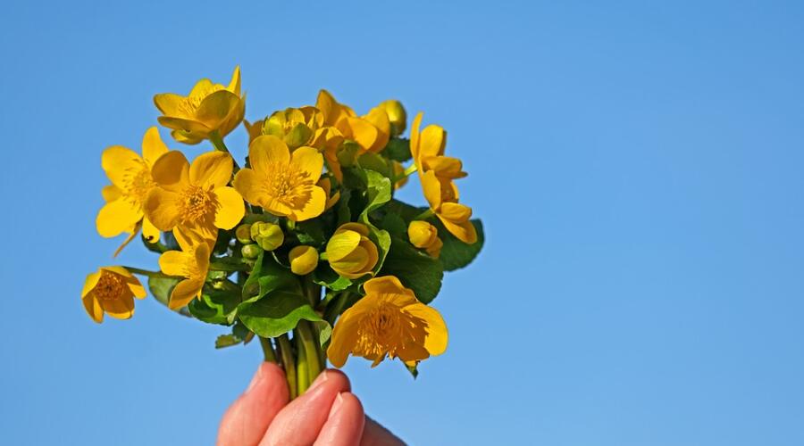 Где и как растет калужница?