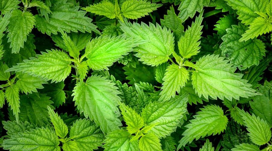 Что за растение крапива?