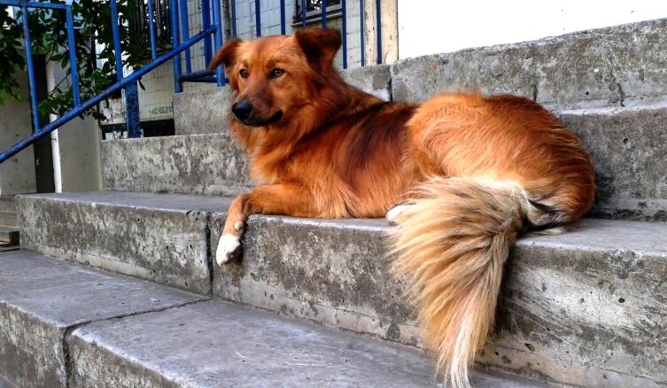 Наш Шарик на отдыхе Наш Шарик на отдыхе