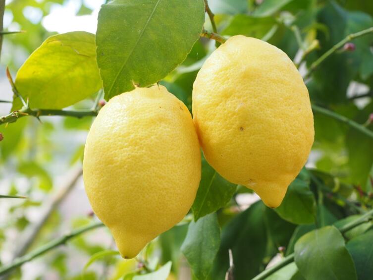 Как лимон завоевал популярность во всем мире?