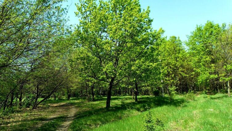 По тропинке в бор за грибами