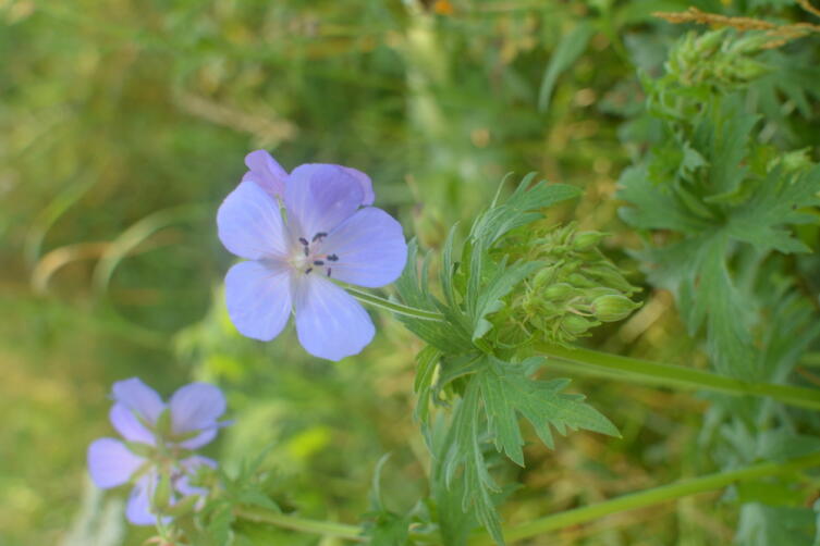 Герань луговая