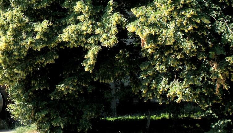 Буйное цветение липы