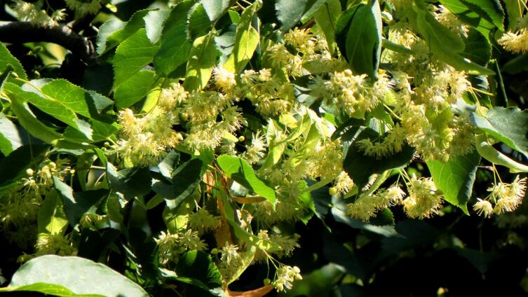 Липовый цвет