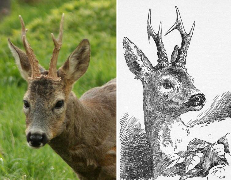 Слева — фото косули (Przykuta, wikipedia.org). Справа — Бэмби, нарисованный Гансом Бертлом для издания «Дети Бэмби» 1940 года (скан)