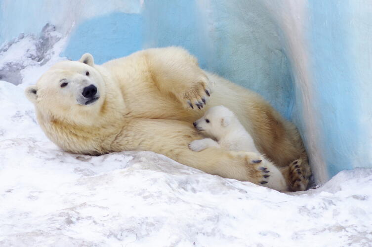 Как зимуют животные в экстремальных условиях?