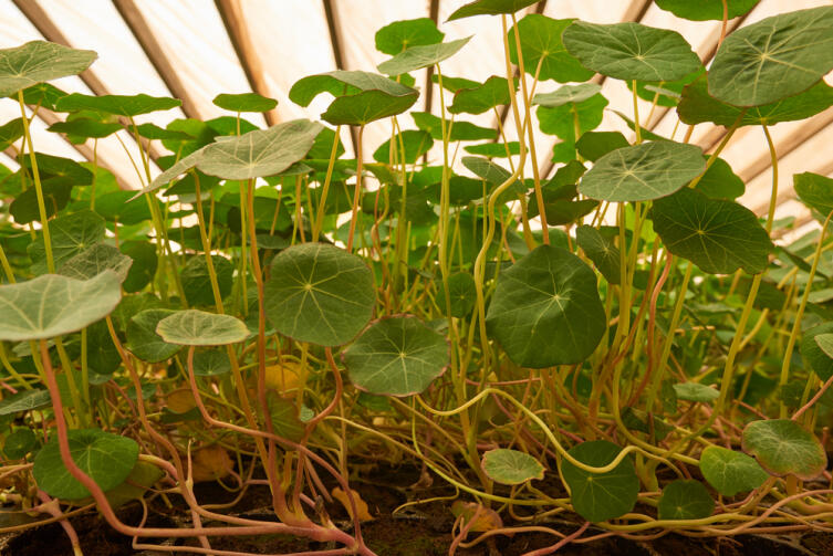 Народная медицина. Чем полезна настурция?