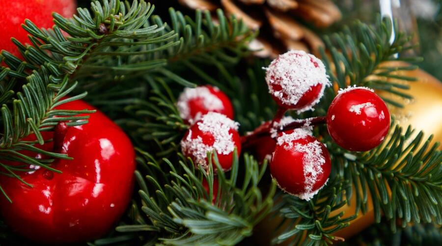 Почему ель — это новогоднее дерево?