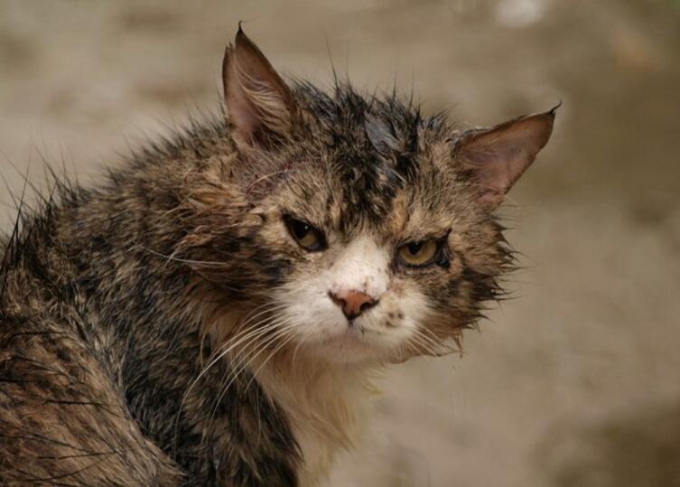 Крысиный король: существует ли он в реальности?