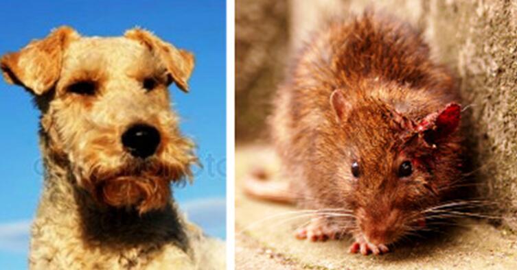 Коллаж автора. Слева фокстерьер Гейша. Справа раненная крысиная королева Машка