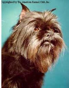 Аффенпинчер