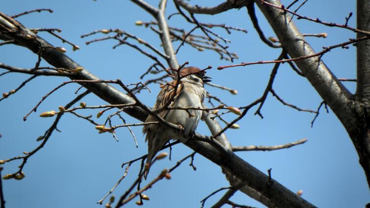 Липа в апреле