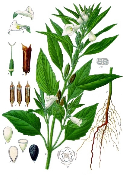 Кунжут индийский. Ботаническая иллюстрация из книги Köhler’s Medizinal-Pflanzen, 1887 г.