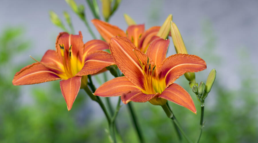 Как выращивать лилейник на дачном участке?