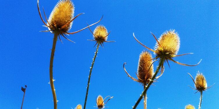 Сухие шишки ворсянки