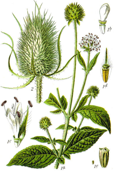 1. Dipsacus pilosus; 2. Dipsacus silvestris. Ботаническая иллюстрация Якоба Штурма из книги Deutschlands Flora in Abbildungen, 1796 г.