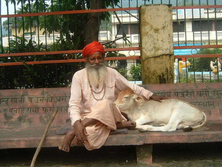 Час Быка-6. Можно ли влюбиться в быка или корову?