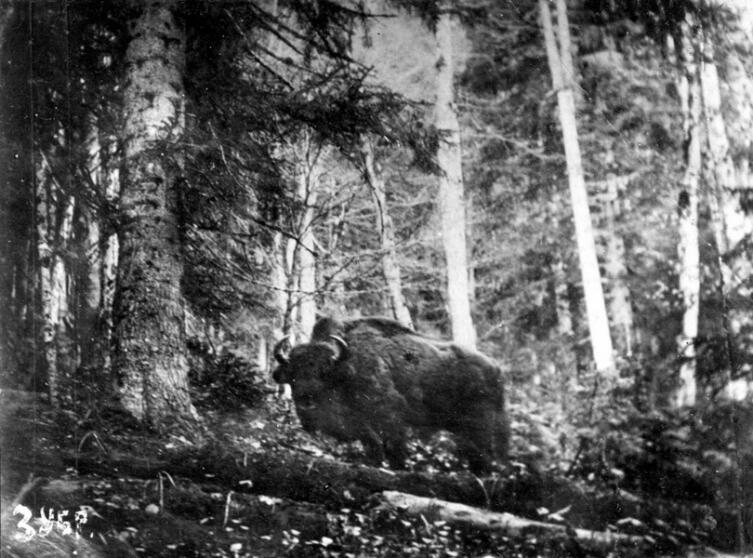 Прижизненная фотография кавказского зубра в конце XIX века