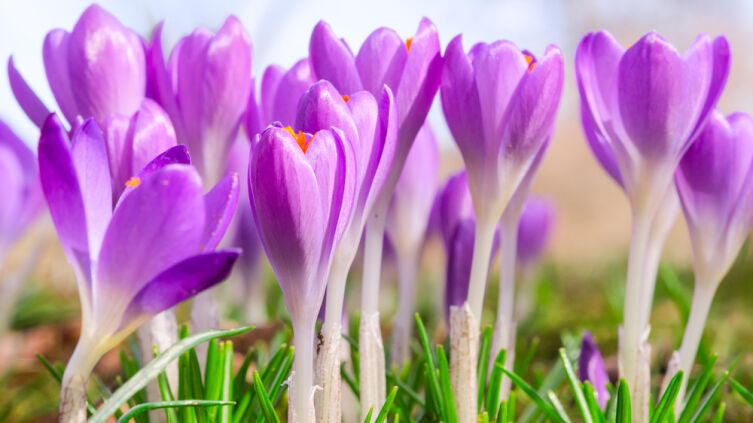 Крокусы