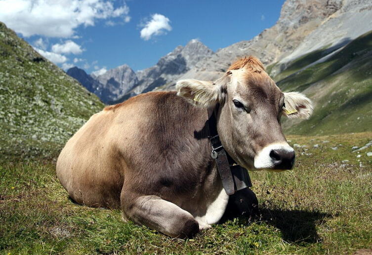 Час Быка-4. За что уважают корову?