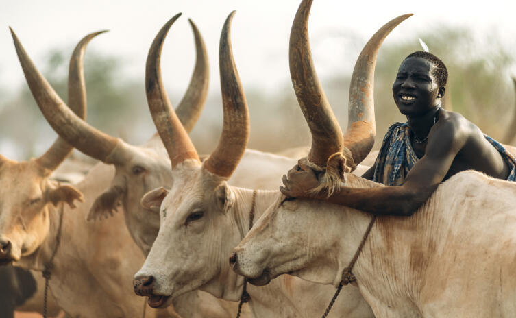 Человек из племени Мундари со своим скотом. Южный Судан